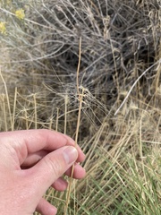Elymus elymoides