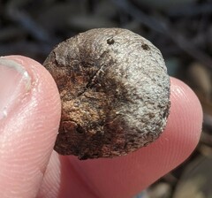 Amphibolips quercuspomiformis