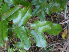 Berberis pinnata