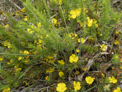 Hibbertia prostrata