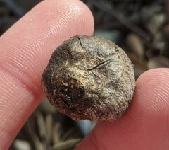 Amphibolips quercuspomiformis