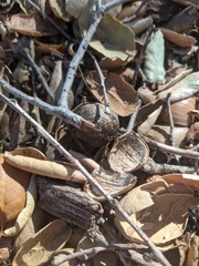 Amphibolips quercuspomiformis