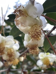 Camellia sinensis