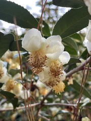 Camellia sinensis