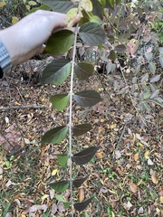 Ligustrum obtusifolium