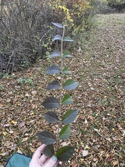 Ligustrum obtusifolium