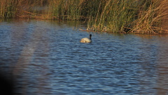 Cygnus melancoryphus