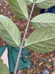 Ligustrum obtusifolium