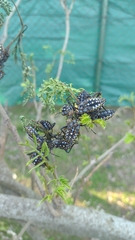 Pachylis argentinus