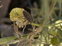 Melacoryphus lateralis