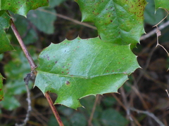 Berberis pinnata
