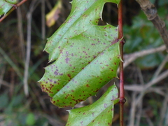 Berberis pinnata