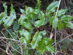 Berberis pinnata