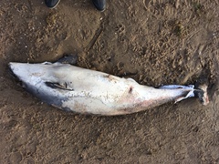 Phocoena phocoena phocoena