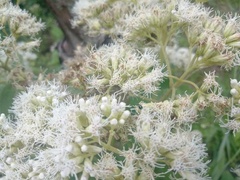 Austroeupatorium