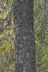 Erythrophleum chlorostachys