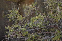 Holodiscus discolor microphyllus
