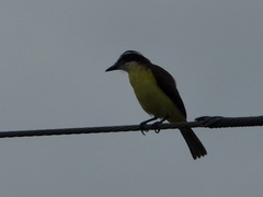 Pitangus sulphuratus