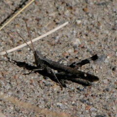 Acantherus piperatus