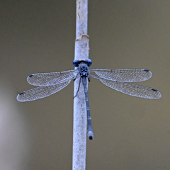 Lestes disjunctus