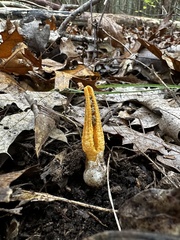 Pseudocolus fusiformis