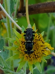 Stratiomyini