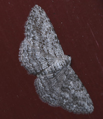 Phelotis cognata