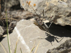 Pachylis argentinus