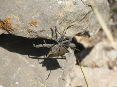 Pachylis argentinus