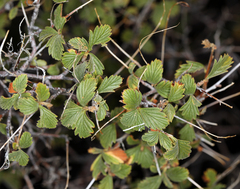 Holodiscus discolor microphyllus