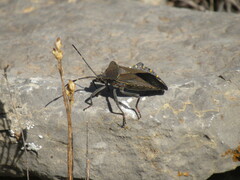 Pachylis argentinus