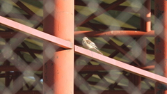 Mimus saturninus