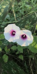 Ipomoea amnicola