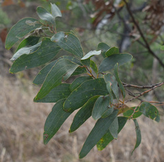 Acacia leptoloba
