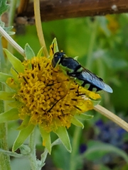 Stratiomyini