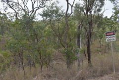 Acacia leptoloba