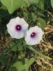Ipomoea amnicola