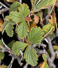 Holodiscus discolor microphyllus