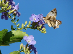 Heliopetes laviana