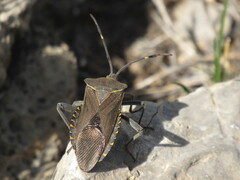 Pachylis argentinus