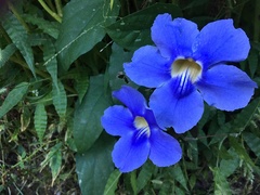 Thunbergia