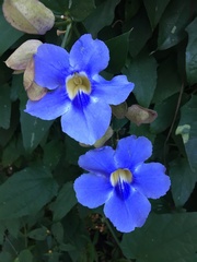 Thunbergia