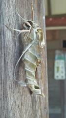 Daphnis nerii
