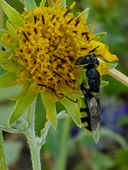 Stratiomyini