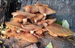 Gymnopilus junonius