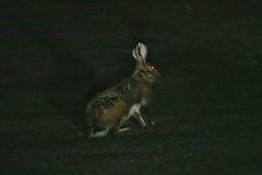 Lepus granatensis