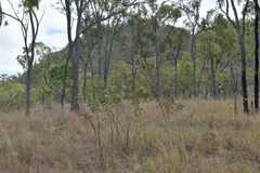 Acacia nesophila
