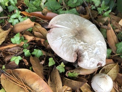 Agaricus hondensis