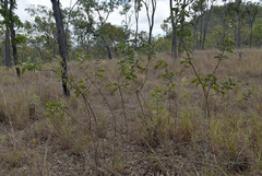 Acacia nesophila