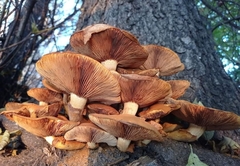 Gymnopilus junonius